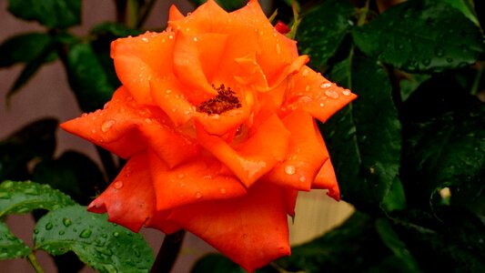 Rose dažd drops