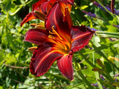 Lilly red garden photo