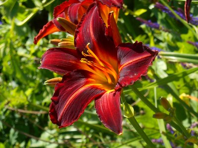 Lilly red garden