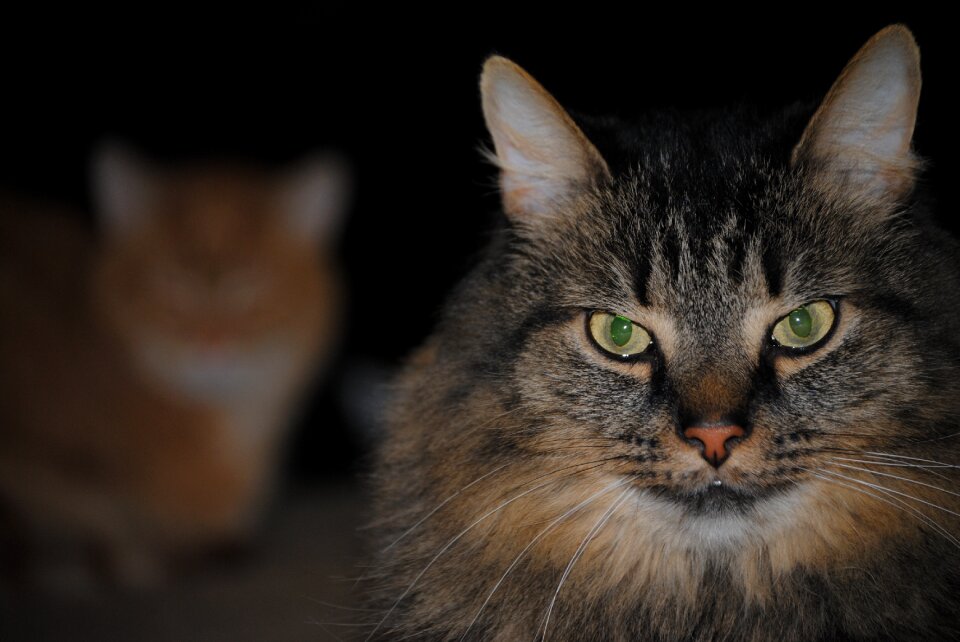 Pet cute domestic