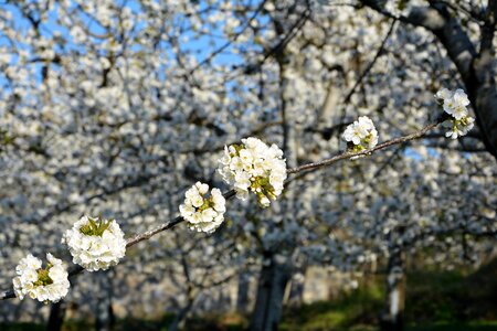 Spring nature spring flowers