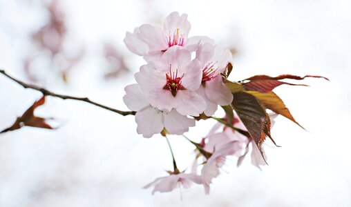 Ornamental cherry tree spring photo
