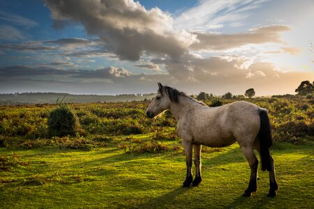 Equestrian equine rural