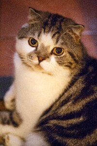 Animal kitty cute cat