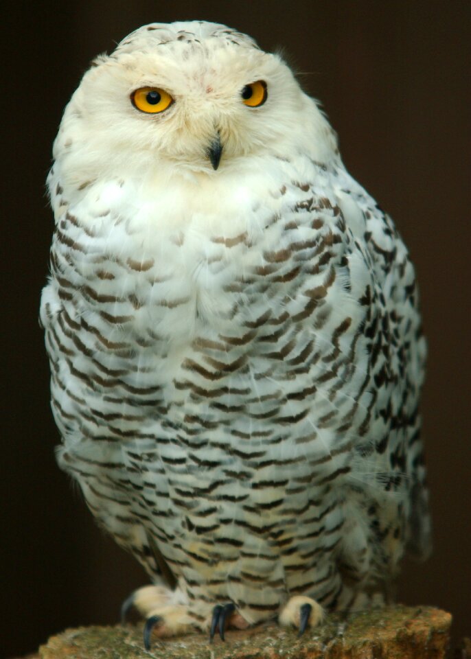 Bird feathers raptor