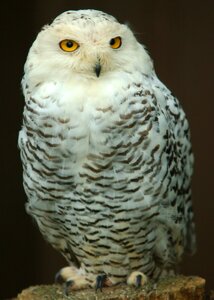 Bird feathers raptor