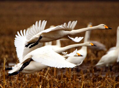 Migratory bird swans birds