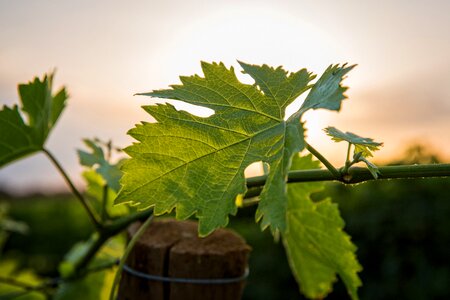 Romanin vine leaf green foliage