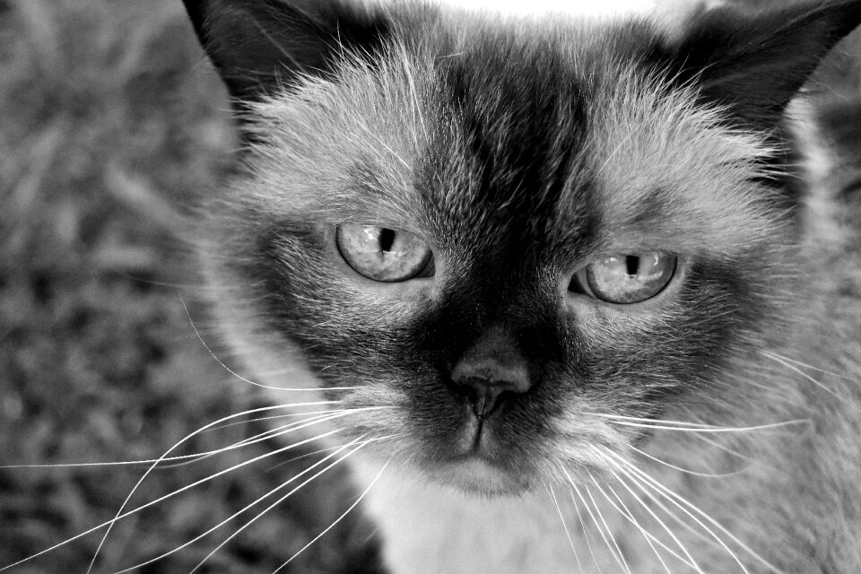Animal world mieze domestic cat