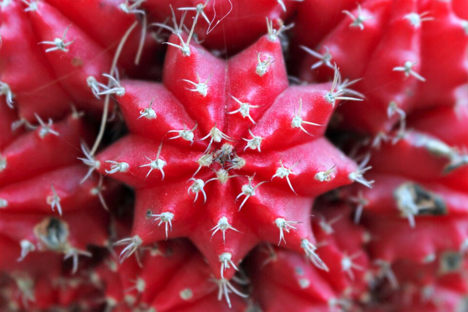 Red cactus geometry