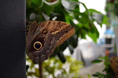Brown eye tropical