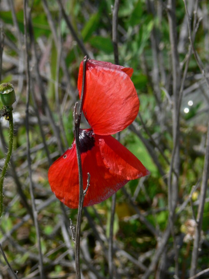 Nature klatschmohn flower