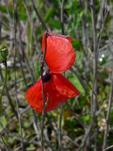 Nature klatschmohn flower