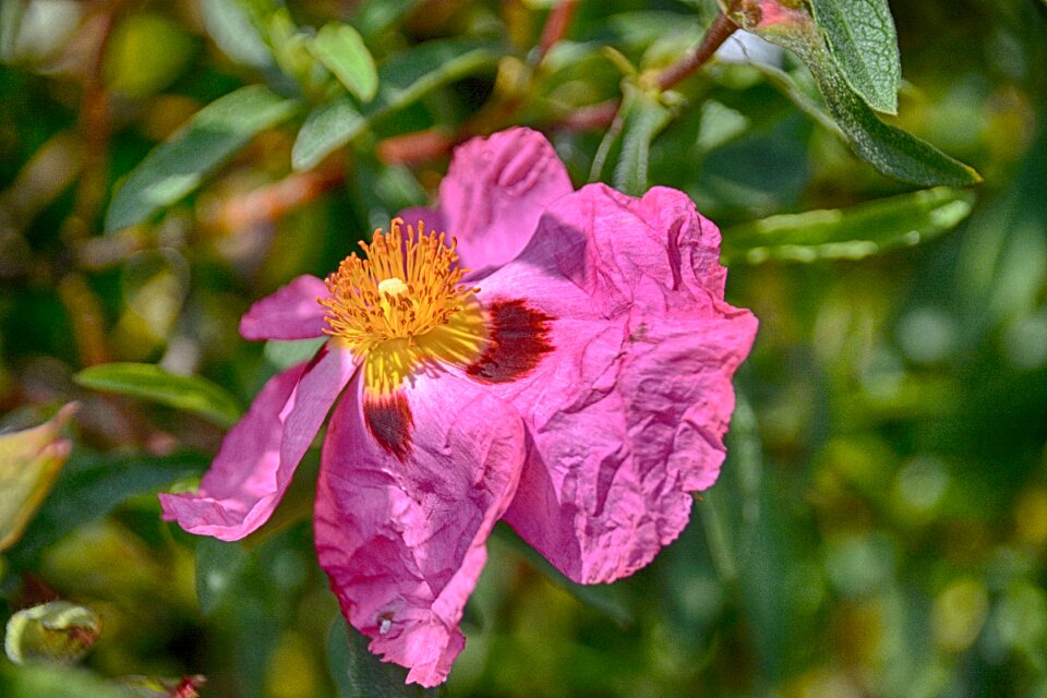 Botany garden petals