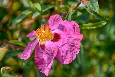 Botany garden petals
