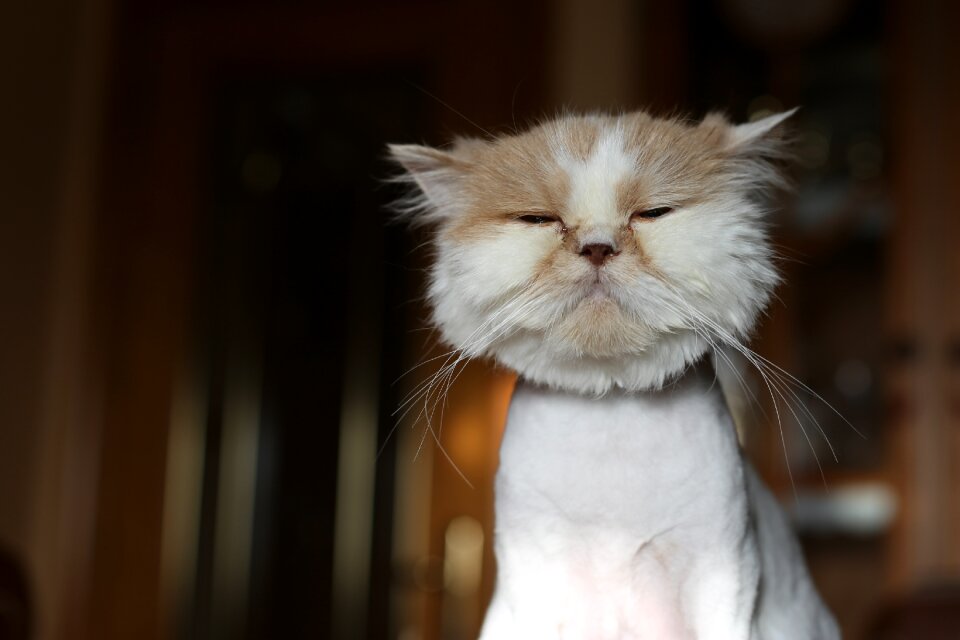 Animal peeled persian