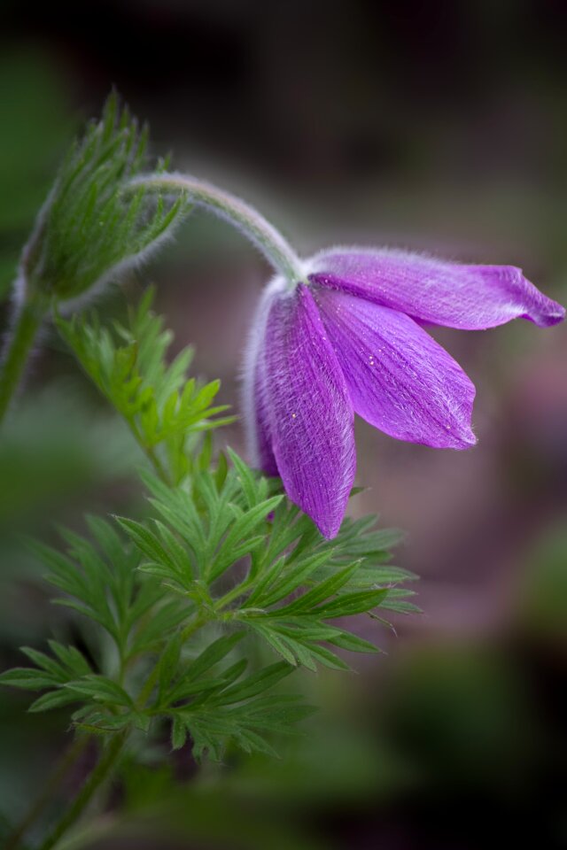 Flower purple violet