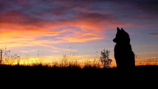 Sunset animal husky
