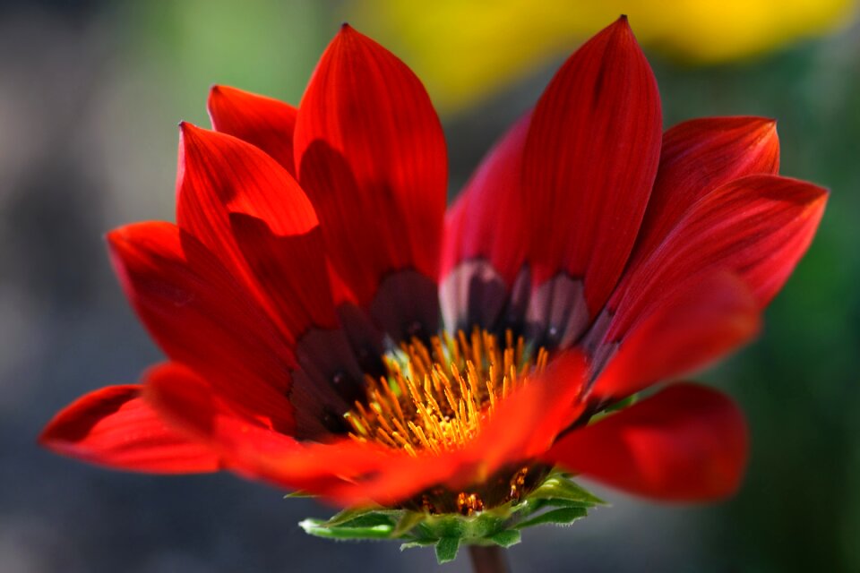 Flower red macro