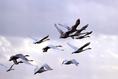 Migratory bird swans birds