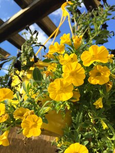 Hanging basket clouds sky