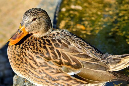 Animal poultry mallard