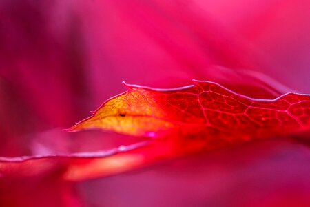 Colors autumn leaf nature
