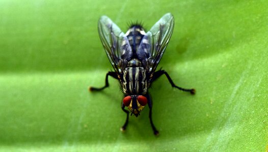 Compound eyes whopper nature