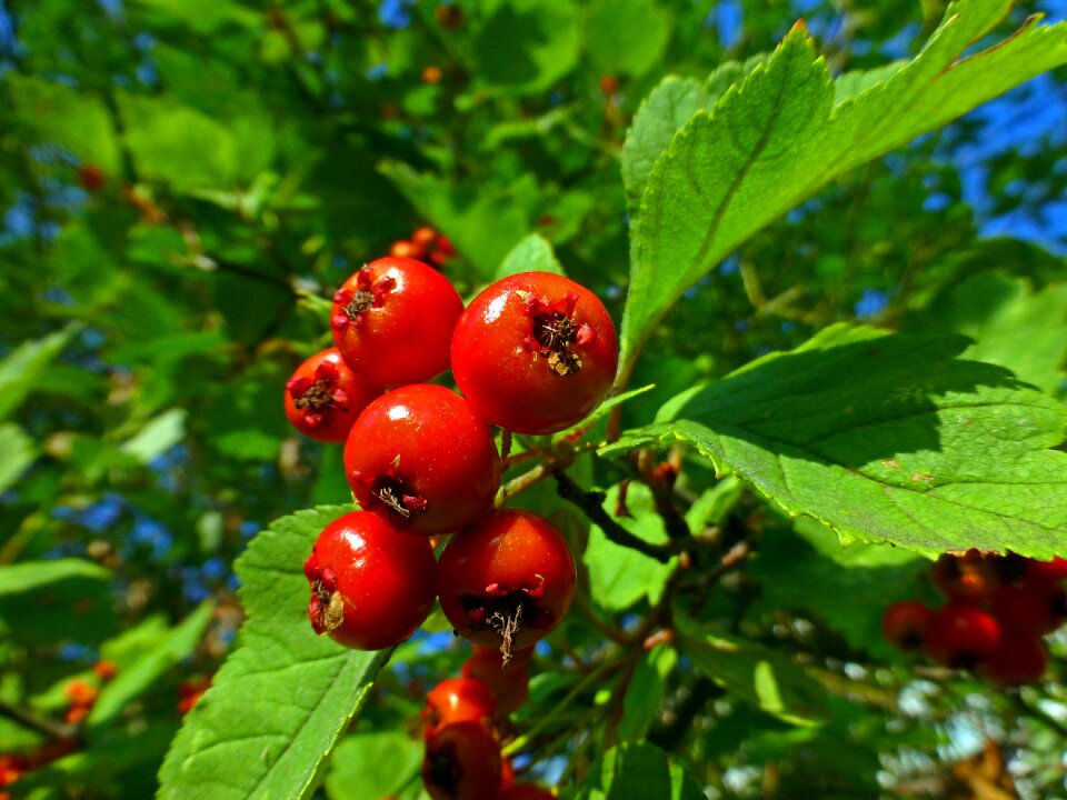 Tree nature fruit
