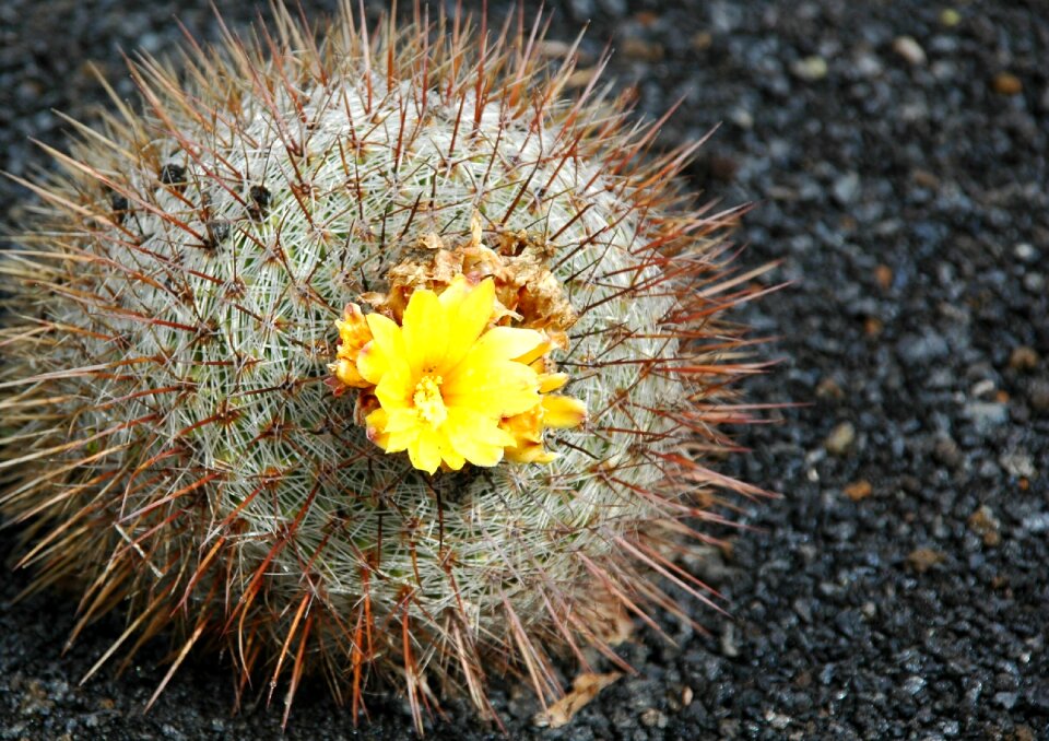 Cactus flowers yellow cactus flower