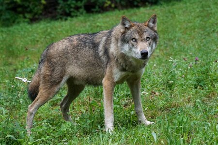 Carnivores pack animal portrait photo