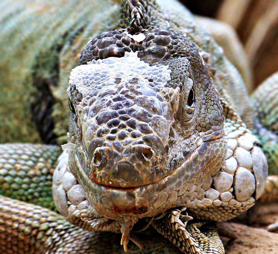 Lizard animal dragon