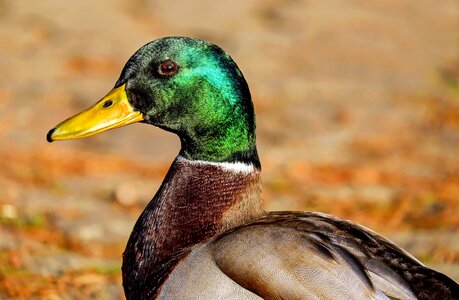 Green sparkle bill