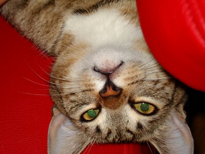 A normal cat animal cat's eyes