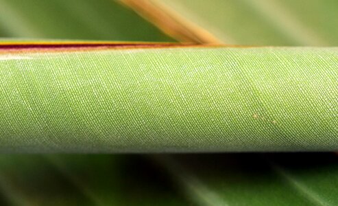 Plant rolled rolled sheet