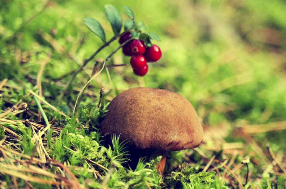Autumn brown chestnut boletus edible