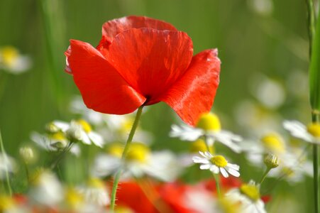 Red country fleurs des champs photo