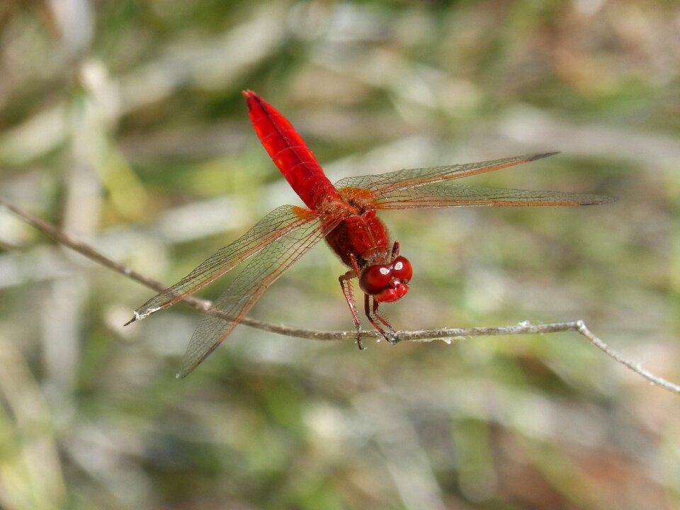 Branch winged insect dragonfly
