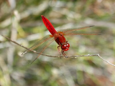 Branch winged insect dragonfly photo