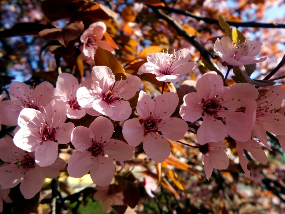 Wood flower spring