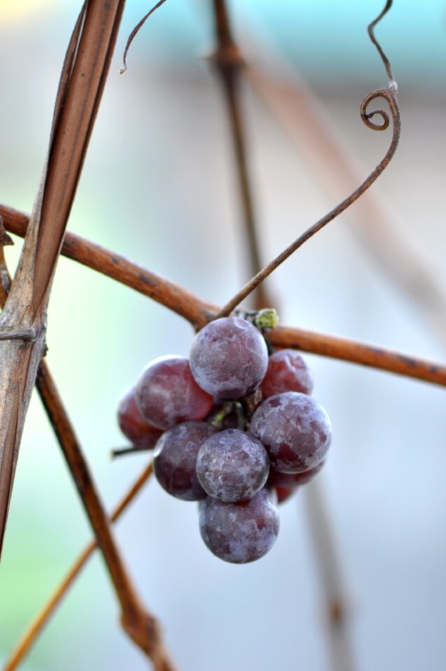 Grapevine wine fruit