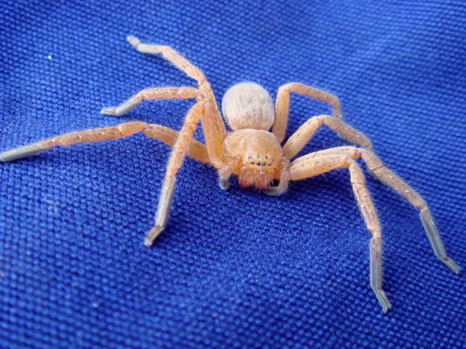 Crawling eight legs white