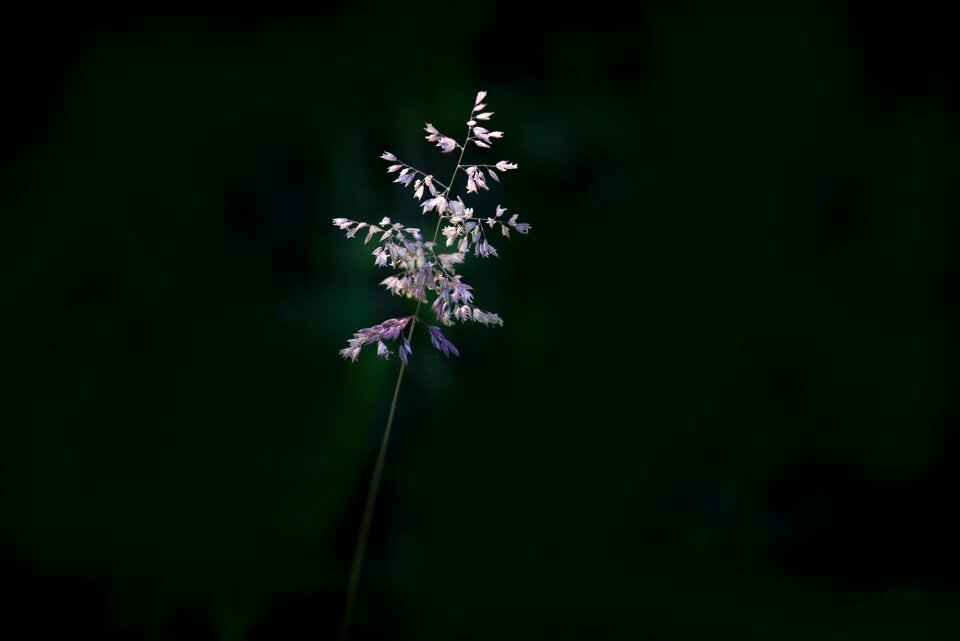 Nature plant individually