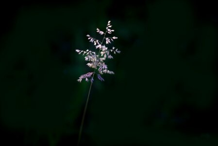 Nature plant individually