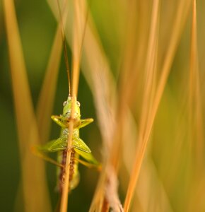 Grasshopper insect macro photo