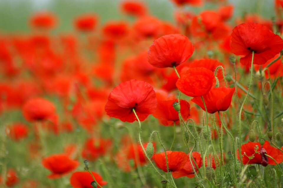 Nature flowers field