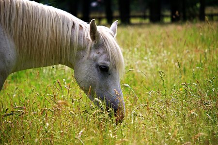 Grass mane thoroughbred arabian