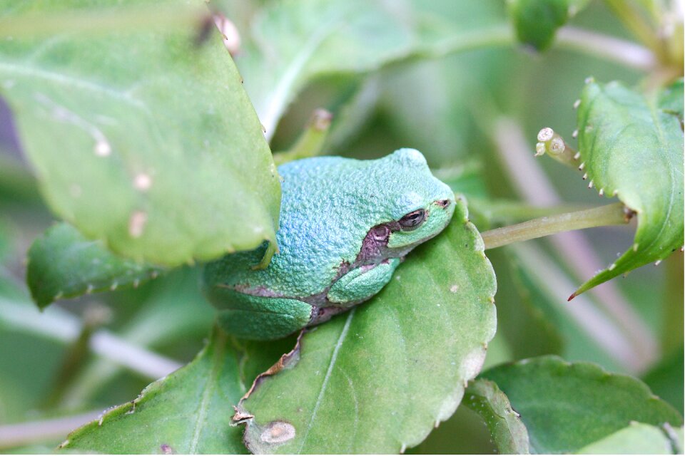 Exotic nature conservation
