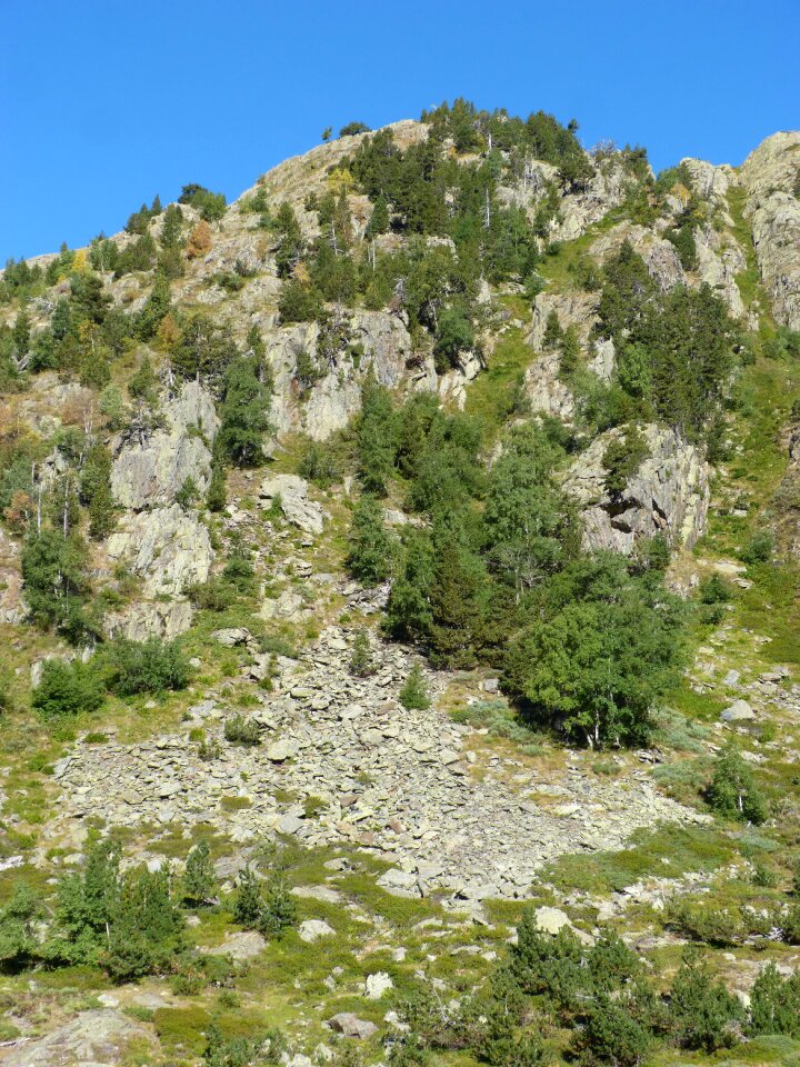 Pyrenees round dish firs