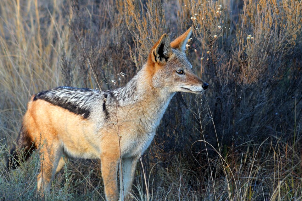 Kruger wild holiday
